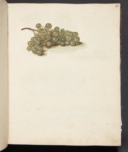 Studio di uva da Johanna Fosie