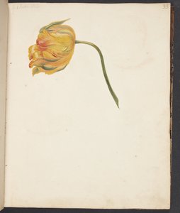 Studio di un tulipano giallo da Johanna Fosie