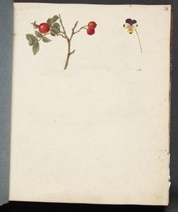 Studio di Rosa Canina e Viola del Pensiero