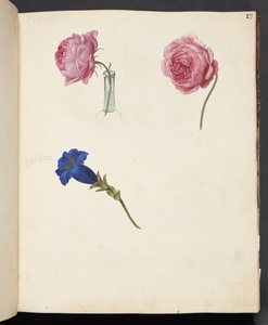 Studio di rosa rosa e fiore blu da Johanna Fosie