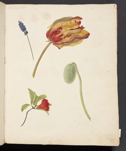 Studio di tulipano e altri fiori da Johanna Fosie