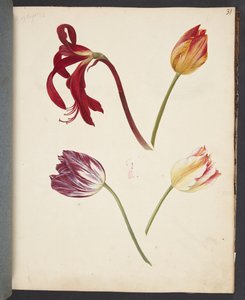 Studio di tulipani da Johanna Fosie