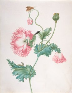 Un papavero in tre fasi di fioritura, con un bruco, pupa e farfalla, fine XVII-inizio XVIII secolo da Johanna Helena Graff