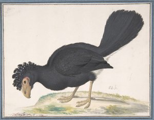 Un curassow nero, n.d. da Johannes Bronckhorst