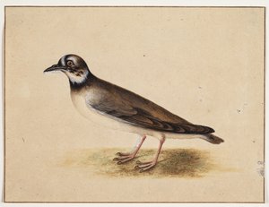 Uccello da Johannes Bronckhorst