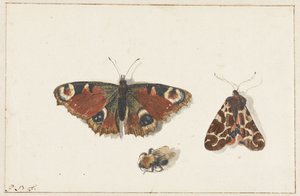 Farfalla, falena e bombo