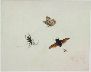 Quattro insetti, fine XVII secolo da Johannes Bronkhorst