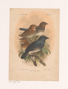 Quattro uccelli su un ramo da Johannes Gerardus Keulemans