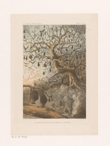 Pipistrelli su un albero (Une réunion de Fanys, Relation de voyage)