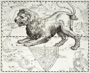 Leone, costellazione zodiacale del Leone, illustrazione tratta dall