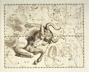 Toro, costellazione del Toro, incisione da atlante celeste Firmamentum Sobiescianum sive Uronographia, di Johann Hevelius (1611-1687), Danzica