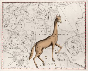 La costellazione della giraffa. Tavola tratta da "Firmamentum Sobiescanum sive Uranographia" di Johannes Hevelius da Johannes Hevelius