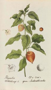 Sammlung von Schweizer Pflanzen, 1825-1846 da Johannes Jacob Hegetschweiler