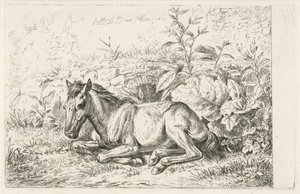 Cavallo sdraiato davanti a qualche pianta