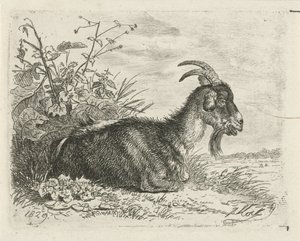 Capra sdraiata da Johannes Mock