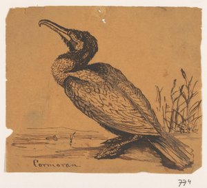 Cormorano