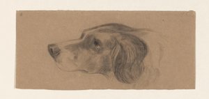 Testa di un cane, verso sinistra da Johannes Tavenraat