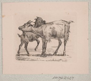 Una capra con il suo capretto da Johannes Wilhelm Zillen