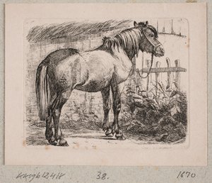 Un cavallo con briglia da Johannes Wilhelm Zillen