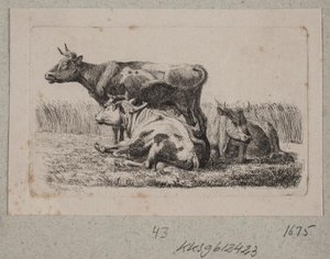 Tre mucche da Johannes Wilhelm Zillen