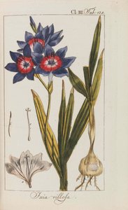 Auswahl schöner und seltener Gewächse, 1795-1798 da Johannes Zorn