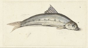 Gondola da Johannes le Francq van Berkhey