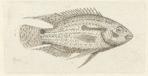 Pesce tropicale Chromis epse da Johannes le Francq van Berkhey
