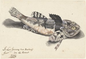 Pesce scorpione da Johannes le Francq van Berkhey