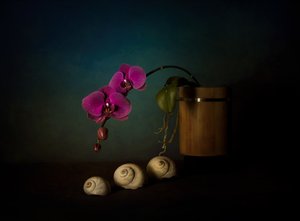 Natura morta con orchidee viola