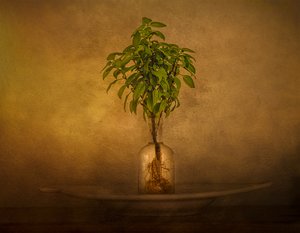 Natura morta con piante con radici