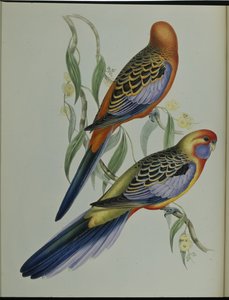 Parrocchetto di Adelaide