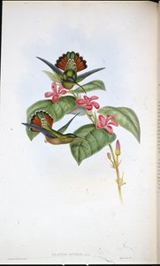 Eremita alleato da John (after) Gould