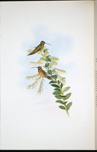 Eremita di Amaura (Phaethornis Amaura) da John (after) Gould