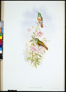 Amazilia (Amazilia Pristina) da John (after) Gould