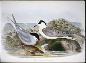 Sterna artica (Sterna Macrura)