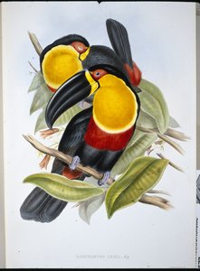Tucano Ariel da John (after) Gould