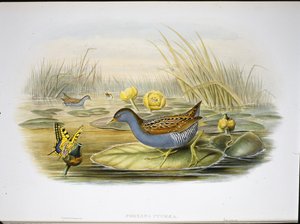 Schiribilla di Baillon (Porzana Pygmaea) da John (after) Gould