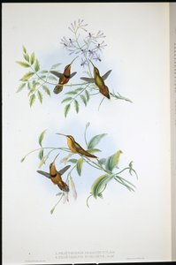 Eremita con cintura (Phaethornis Nigrocinctus) e Eremita vescovo (Phaethornis Episcopus) da John (after) Gould