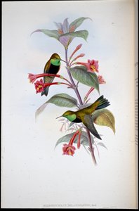 Stella di collina dal petto nero (Oreotrochilus melanogaster) da John (after) Gould