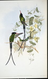 Colibrì dal cappuccio nero (Trochilus polytmus) da John (after) Gould