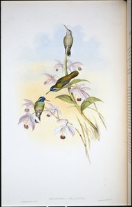 Colibrì dalle orecchie nere (Heliopaedica Melanotis) da John (after) Gould