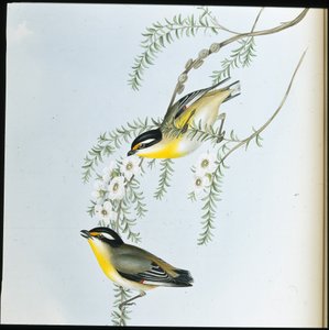 Pardalote dalla testa nera (Pardalotus melanocephalus)