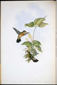 Eremita dalla coda nera (Glaucis Melanura) da John (after) Gould