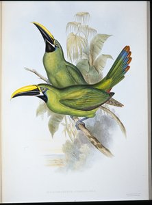 Tucano dal becco scanalato dalla gola nera (Aulacoramphus atrogularis) da John (after) Gould