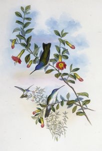 Corona azzurra dal collo blu (Cyanomyia cyanocollis) da John (after) Gould