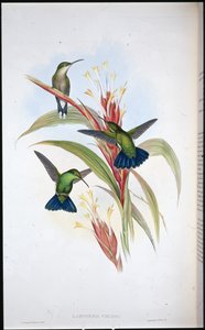Colibrì mango dalla coda blu (Lampornis Viridis) da John (after) Gould