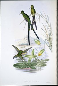 Silfo dalla coda blu (Cynanthus Cyanurus) da John (after) Gould