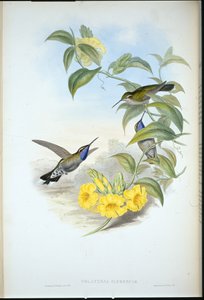 Cazique dalla gola blu (Delattria Clemenciae) da John (after) Gould