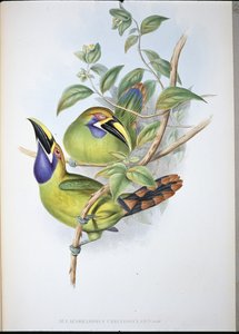 Tucano dal becco scanalato dalla gola blu (Aulacoramphus caeruleogularis)
