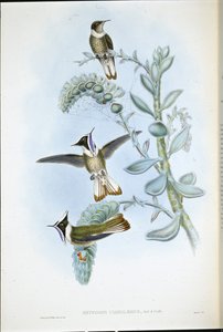 Cresta di Hlemte dalla gola blu (Oxypogon Cyanolaemus) da John (after) Gould